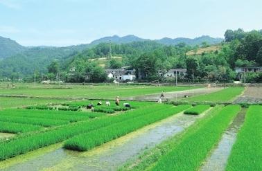 庙花村委会天气预报及影响深度解析