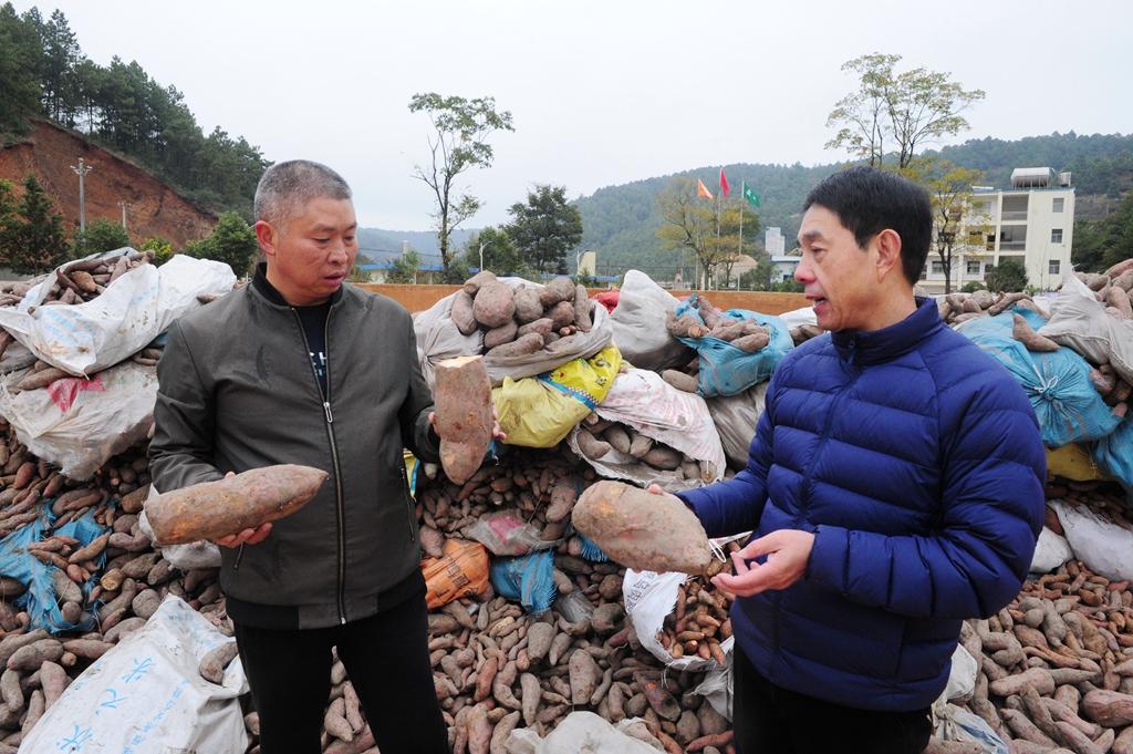 大山村委会最新天气预报