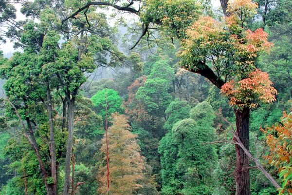 蓝山浆洞林场最新动态报道